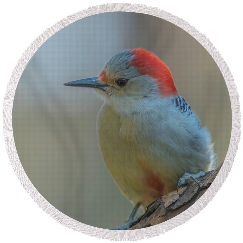 Woodpecker Round Beach Towel featuring the photograph Young Red Bellied Woodpecker #2 by Bruce Pritchett