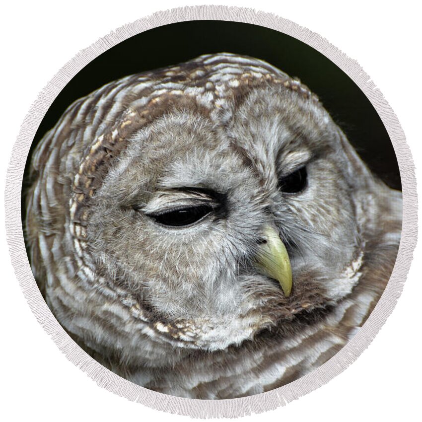 Barred Owl Owl Round Beach Towel featuring the photograph You Mean Whom? by Amy Porter