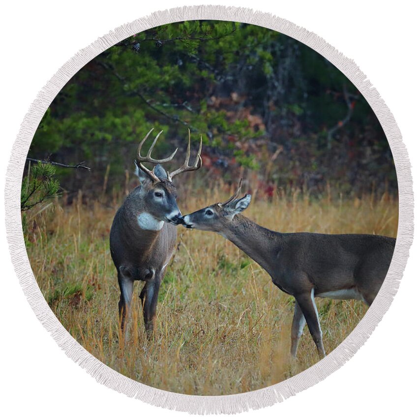 Deer Round Beach Towel featuring the photograph Young Buck Meets Dad by Duane Cross