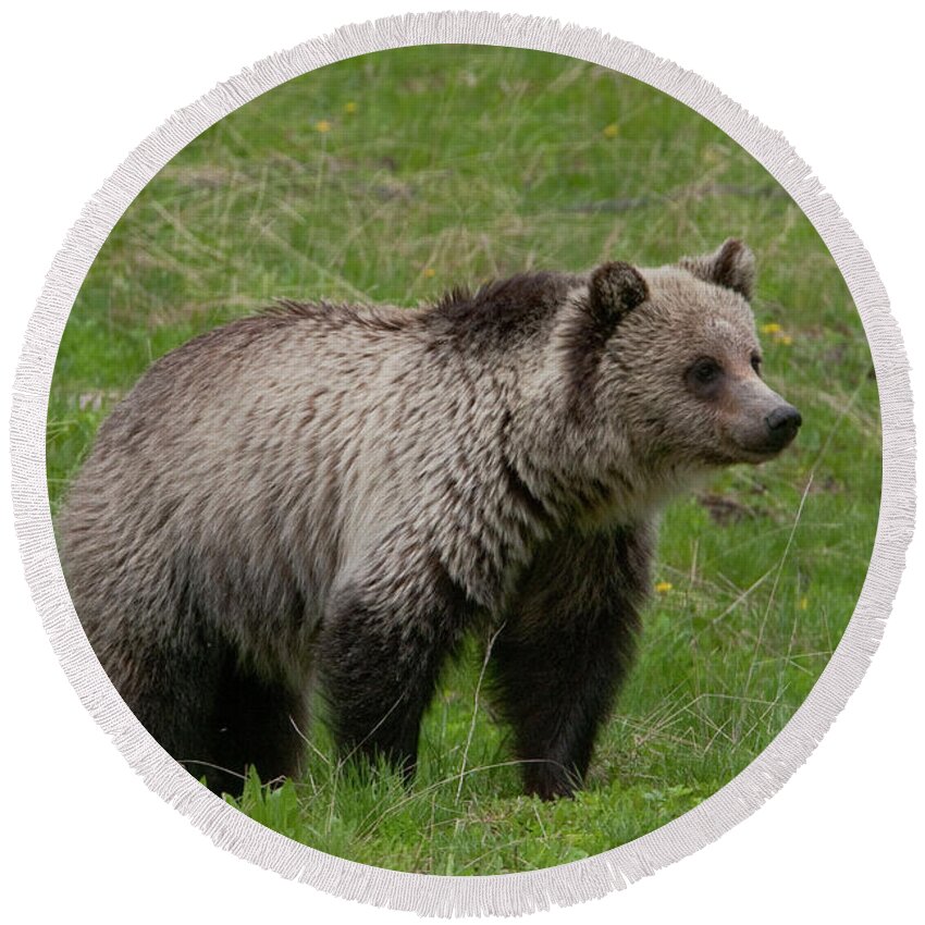 Grizzly Round Beach Towel featuring the photograph Young Grizzly by Mark Miller