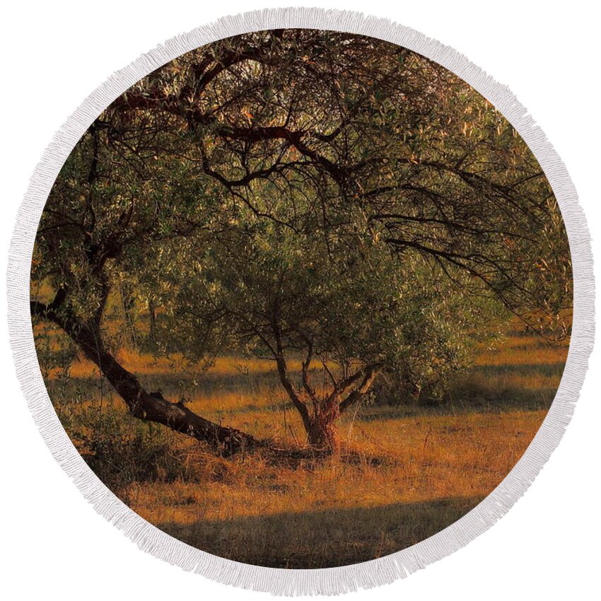 Symbol Round Beach Towel featuring the photograph Young Life in the Olive Grove by Angela Rath