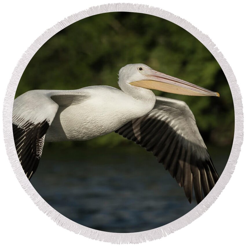 American White Pelican Round Beach Towel featuring the photograph Young Pelican 2016-1 by Thomas Young