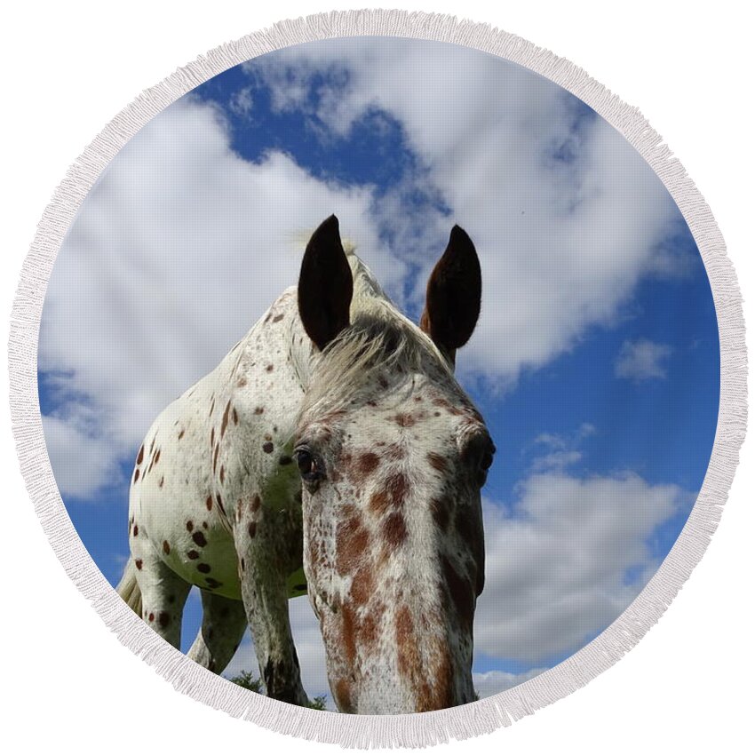 Appaloosa Round Beach Towel featuring the photograph You've been spotted by Susan Baker
