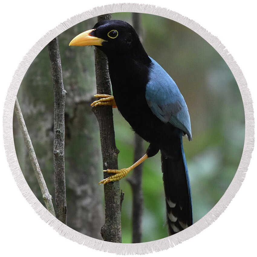 Jay Round Beach Towel featuring the photograph Yucatan Jay by Ben Foster
