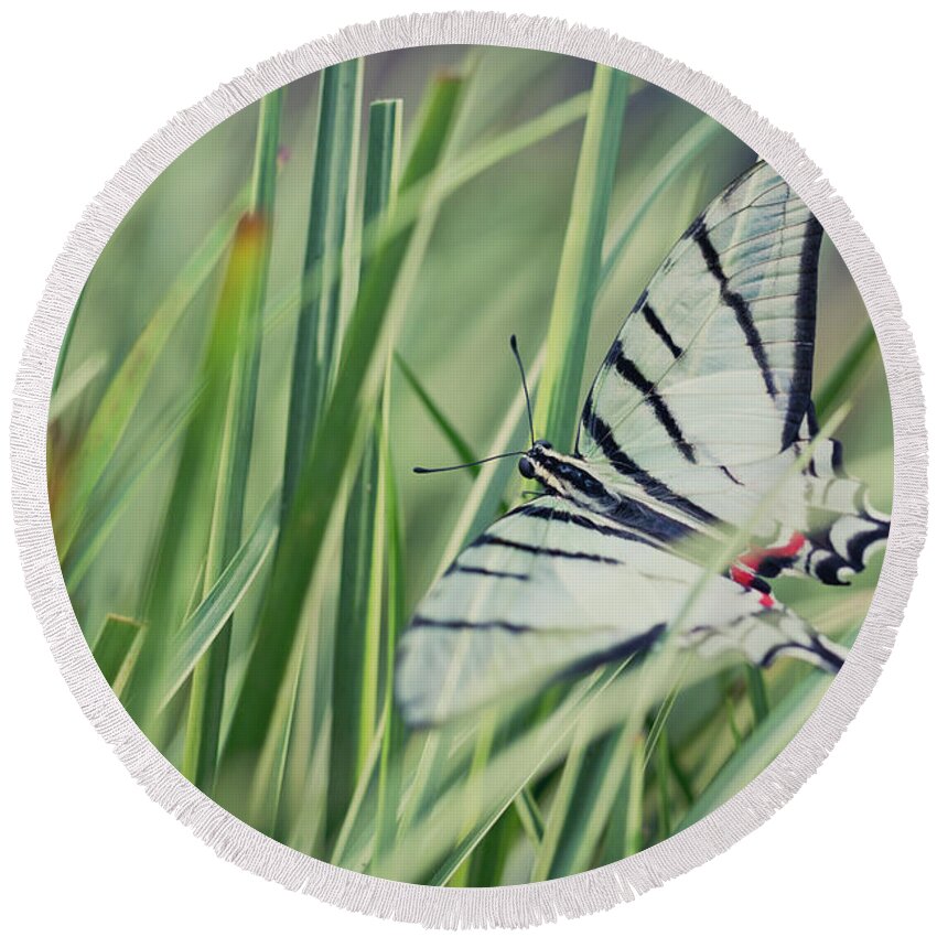 Eurytides Protesilaus Round Beach Towel featuring the photograph Zebra Swallowtail by Eva Lechner