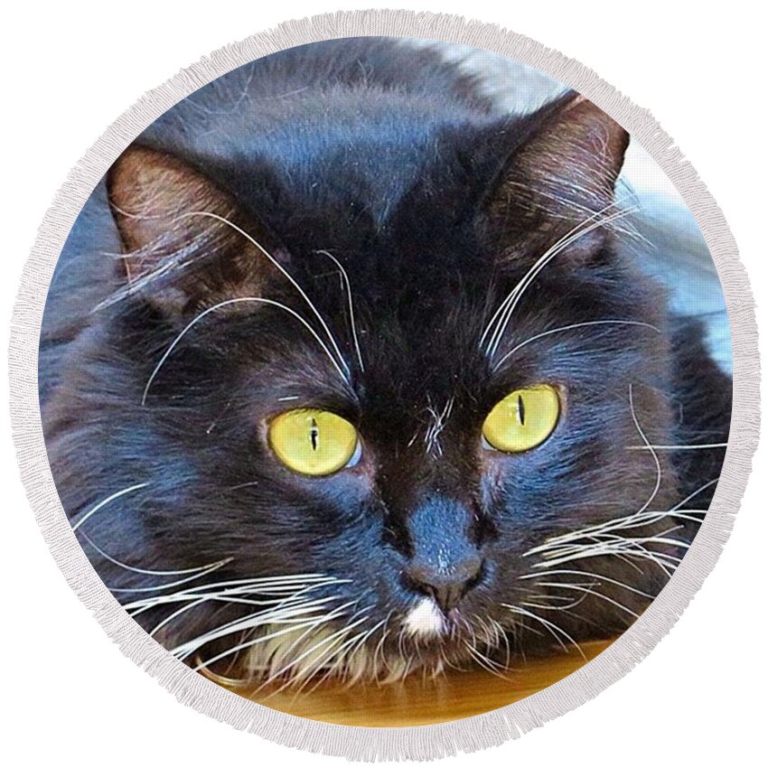 Catstagram Round Beach Towel featuring the photograph Ziggy The #tuxedocat Wishes You A Very by Austin Tuxedo Cat