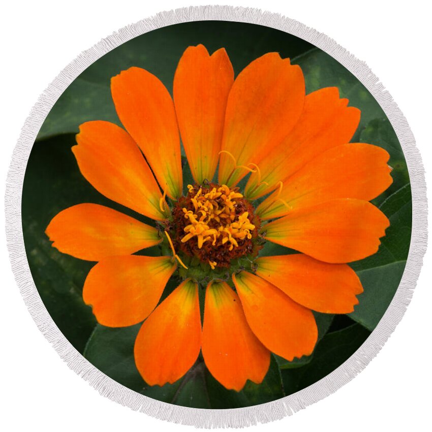 Orange Color Zinnia In Bloom Round Beach Towel featuring the photograph Zinnia 2 by Kenneth Cole