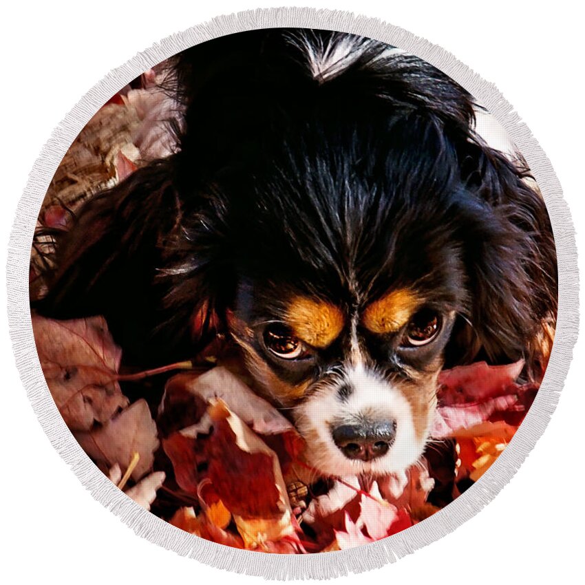 Tri Colored Cavalier King Chalres Spaniel Round Beach Towel featuring the photograph Zoey - Look Into My Eyes by Gwen Gibson