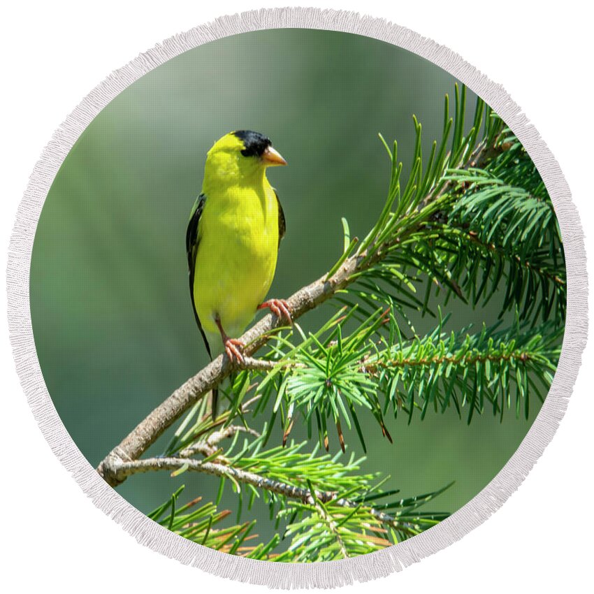 Bird Round Beach Towel featuring the photograph American Goldfinch #1 by Cathy Kovarik