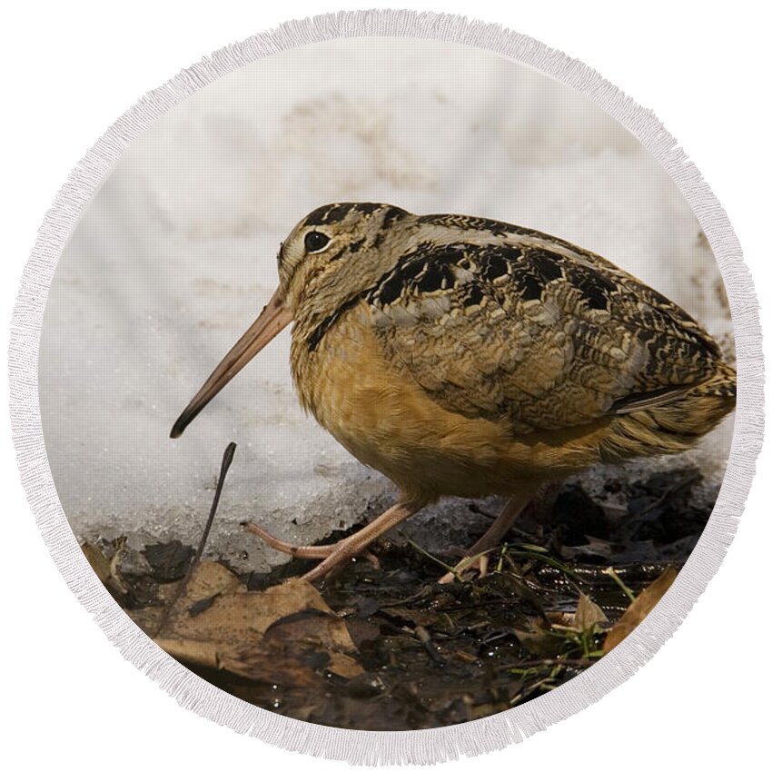 American Woodcock Round Beach Towel featuring the photograph American Woodcock #1 by James Zipp