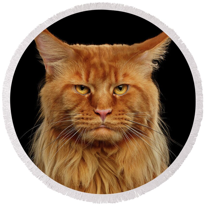Angry Ginger Maine Coon Cat Gazing on Black background Tote Bag by