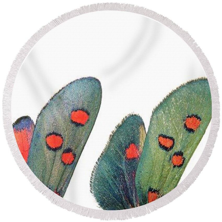 Specimen Round Beach Towel featuring the photograph Burnet moth wings by Martinez Clavel