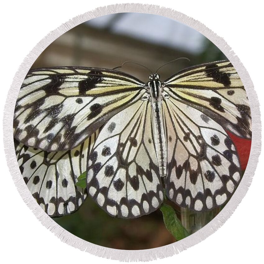 Butterfly Round Beach Towel featuring the photograph Butterfly 2 #1 by Charles HALL