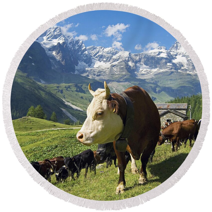 Estock Round Beach Towel featuring the digital art Cattle, Aosta Valley, Italy #1 by Davide Erbetta