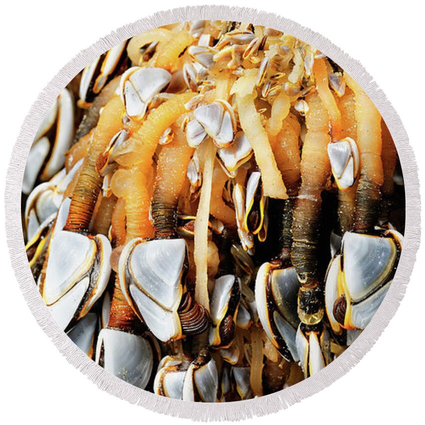 Goose Barnacles Round Beach Towel featuring the photograph Close up Gooseneck Barnacles Lepas anatifera attached to driftwo #1 by Robert C Paulson Jr