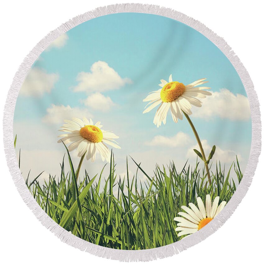 Daisy Round Beach Towel featuring the photograph Daisies on a blue sky background #1 by Ethiriel Photography