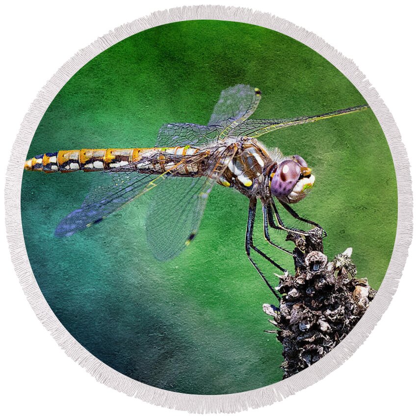 Dragonfly Round Beach Towel featuring the photograph Dragonfly Perched on Weed #1 by Lowell Monke