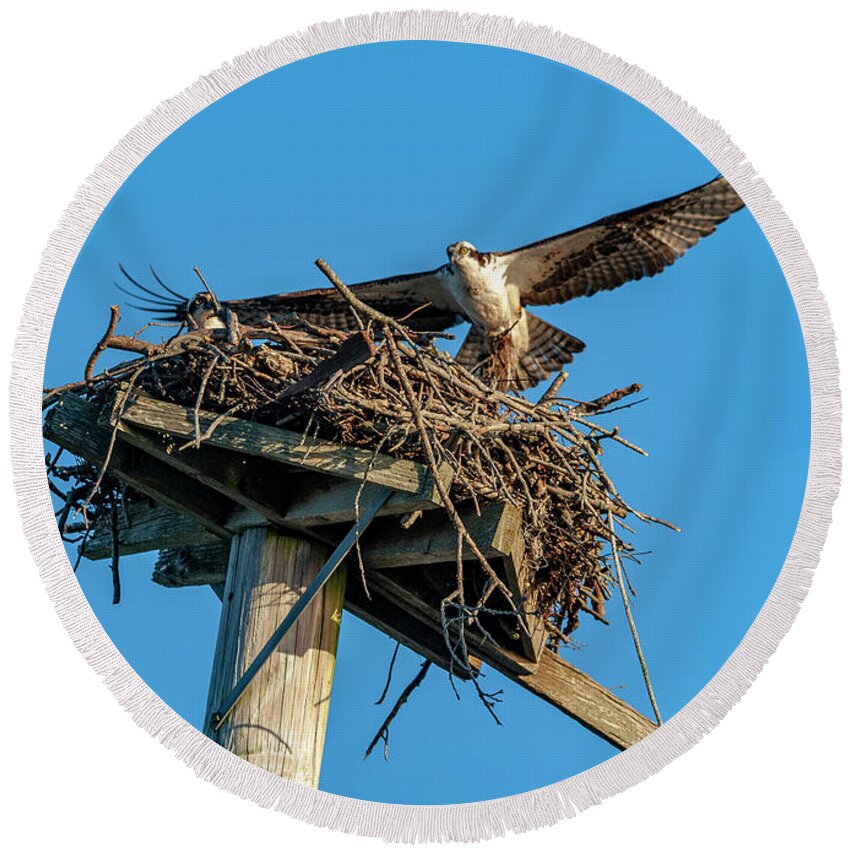 Osprey Round Beach Towel featuring the photograph Feathering The Nest #1 by Cathy Kovarik