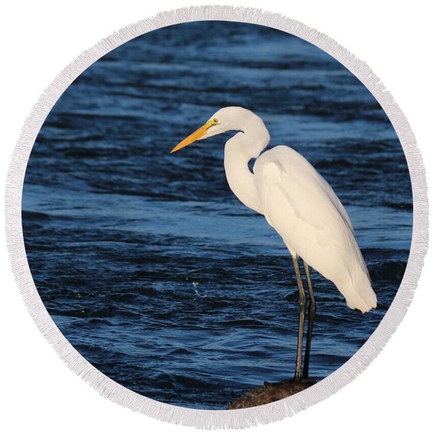 Great Round Beach Towel featuring the photograph Great Egret - 2 #1 by Christy Pooschke