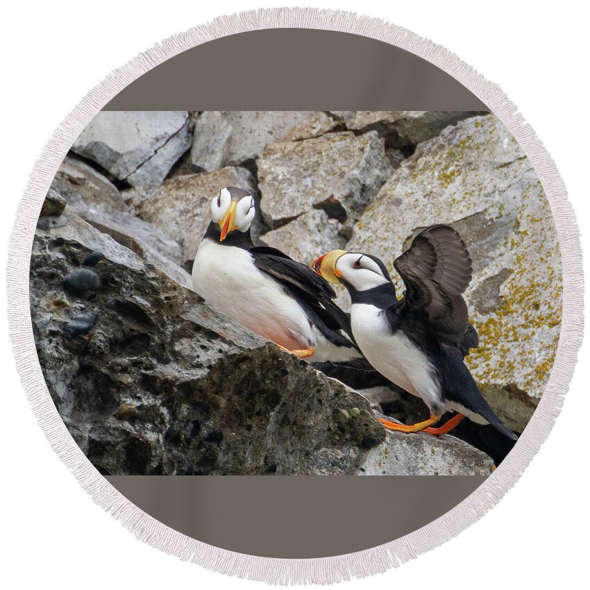 Puffin Round Beach Towel featuring the photograph Horned Puffin Pair 2 by Mark Hunter
