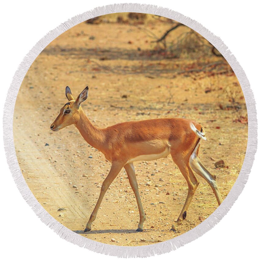 Impala Round Beach Towel featuring the photograph Impala female walking #1 by Benny Marty