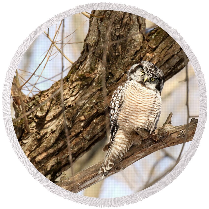 Hawk Owl Round Beach Towel featuring the photograph Inquisitive #2 by Heather King