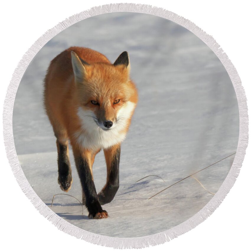 Fox Round Beach Towel featuring the photograph Just Passing Through by Susan Rissi Tregoning