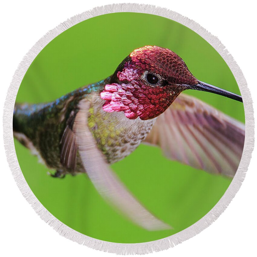 Animal Round Beach Towel featuring the photograph Male Anna's Hummingbird #1 by Briand Sanderson