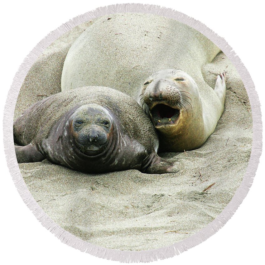 Elephant Seals Round Beach Towel featuring the photograph Mom and Pup #1 by Anthony Jones