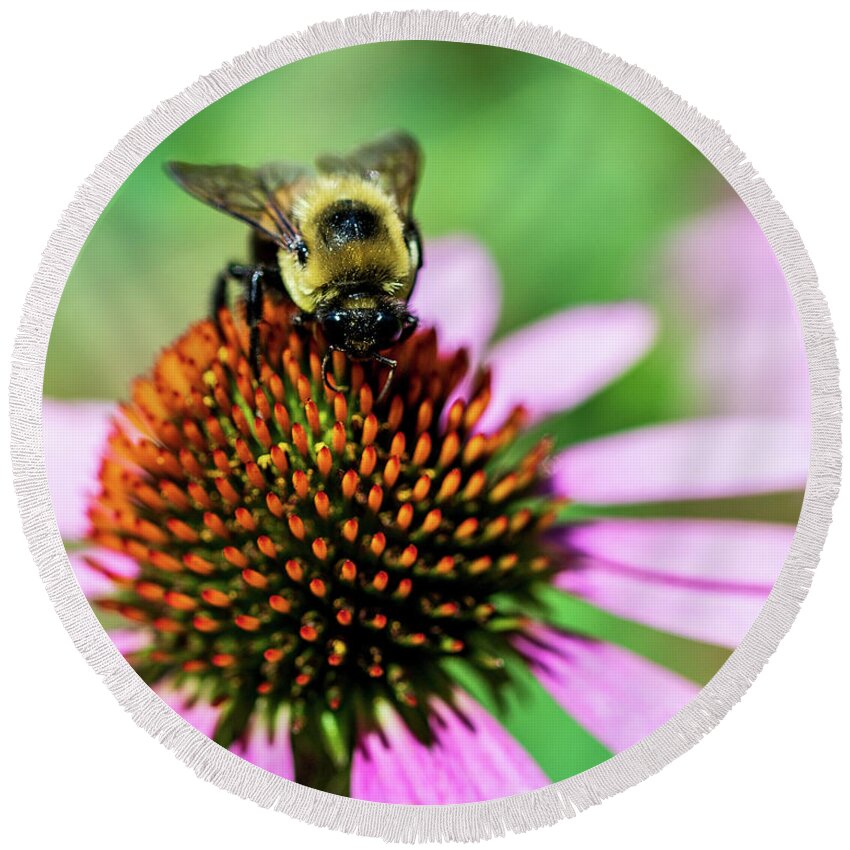 Arboretum Round Beach Towel featuring the photograph Macro Photography - Bee by Amelia Pearn