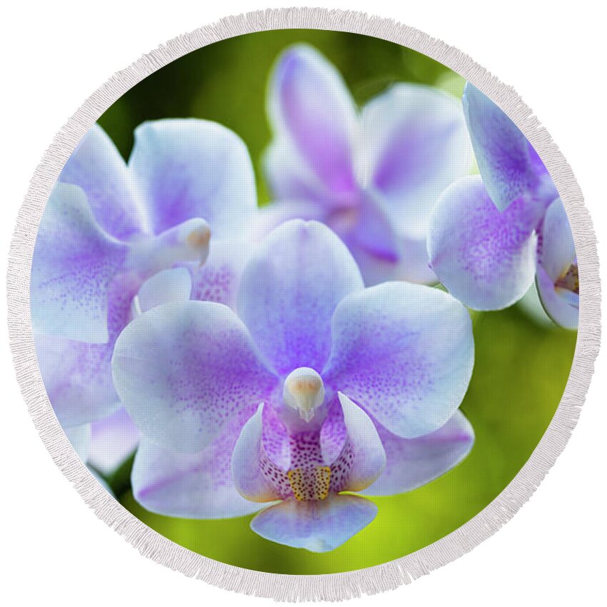 Background Round Beach Towel featuring the photograph Purple Orchid Flowers #1 by Raul Rodriguez