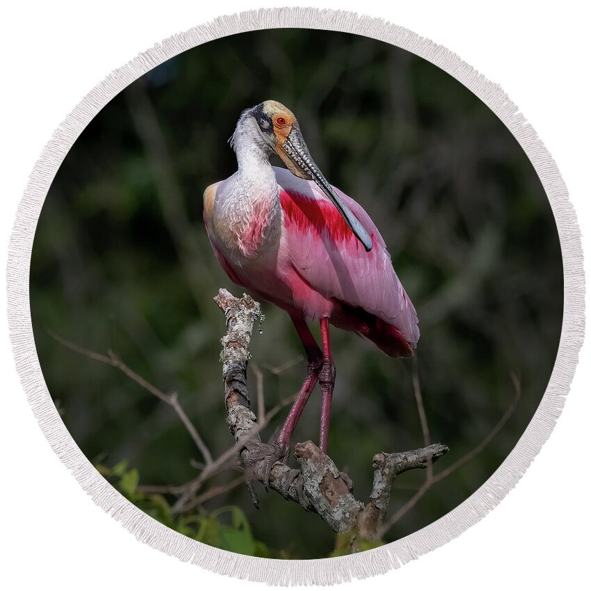 Rookery Round Beach Towel featuring the photograph Roseate Spoonbill #1 by JASawyer Imaging