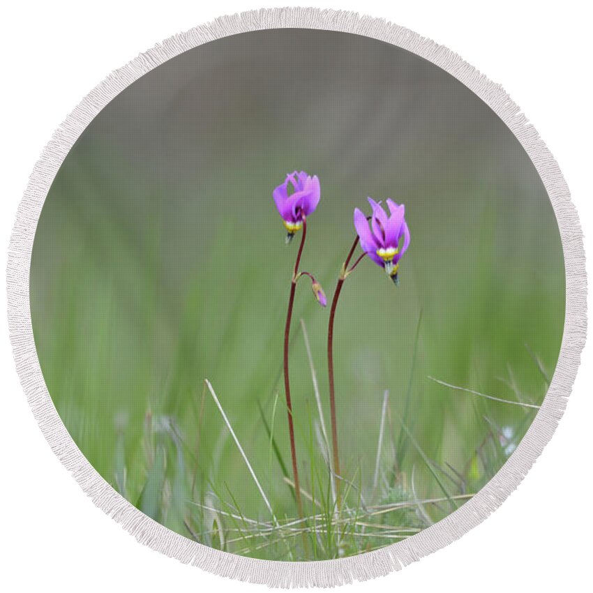 Wildflowers Round Beach Towel featuring the photograph Shooting Stars #1 by Whispering Peaks Photography