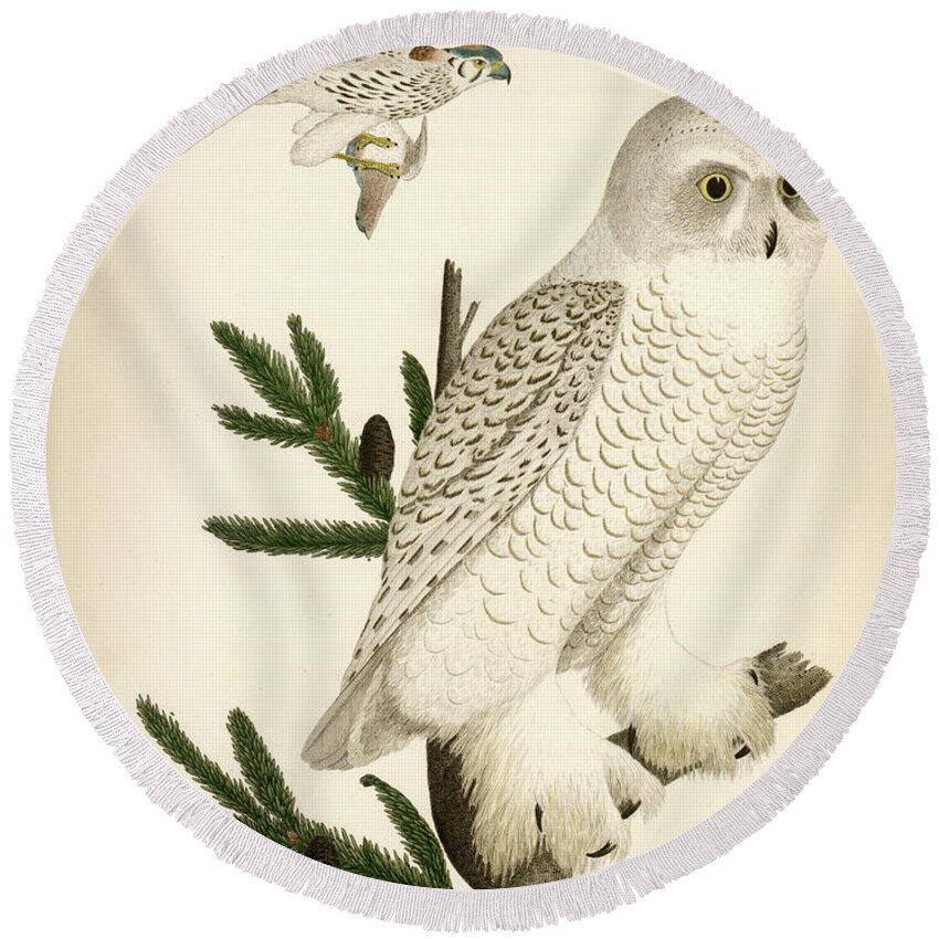 Owl Round Beach Towel featuring the mixed media 1. Snow Owl. 2. Male Sparrow-Hawk. by Alexander Wilson