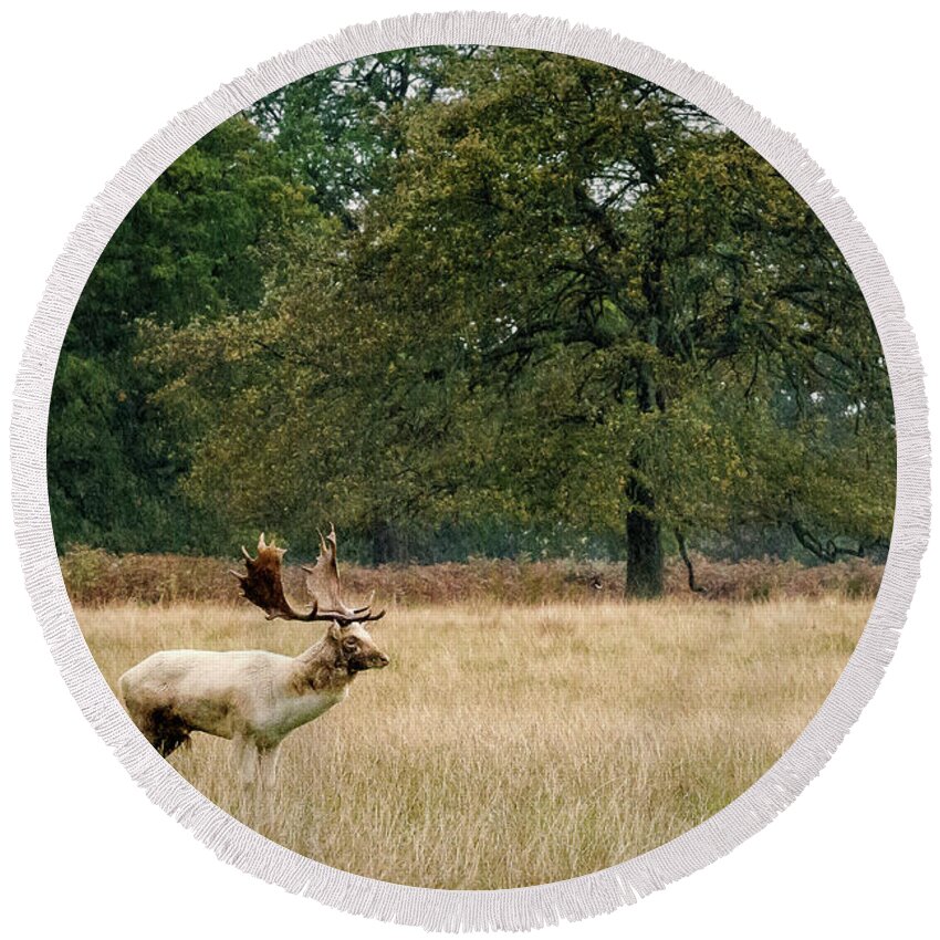Stag Round Beach Towel featuring the photograph Stag #1 by Chris Boulton