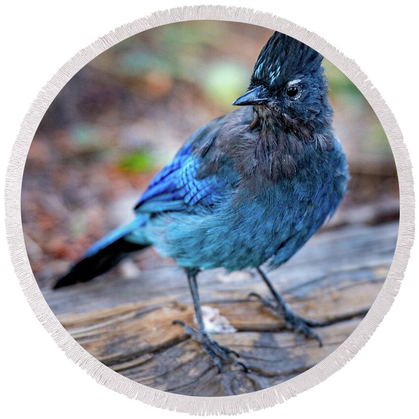 Stellar's Jay Round Beach Towel featuring the photograph Stellars Jay #1 by Phil Abrams