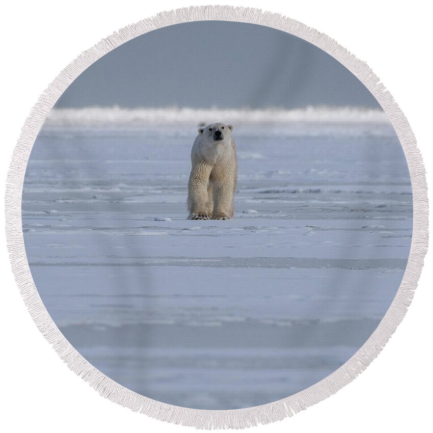 Bear Round Beach Towel featuring the photograph The Stare #1 by Mark Hunter