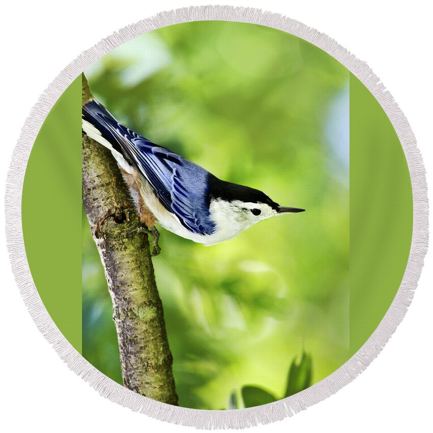 Bird Round Beach Towel featuring the photograph Blue Gray Nuthatch by Christina Rollo
