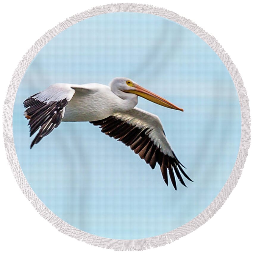 Pelican Round Beach Towel featuring the photograph White Pelican #2 by David Wagenblatt