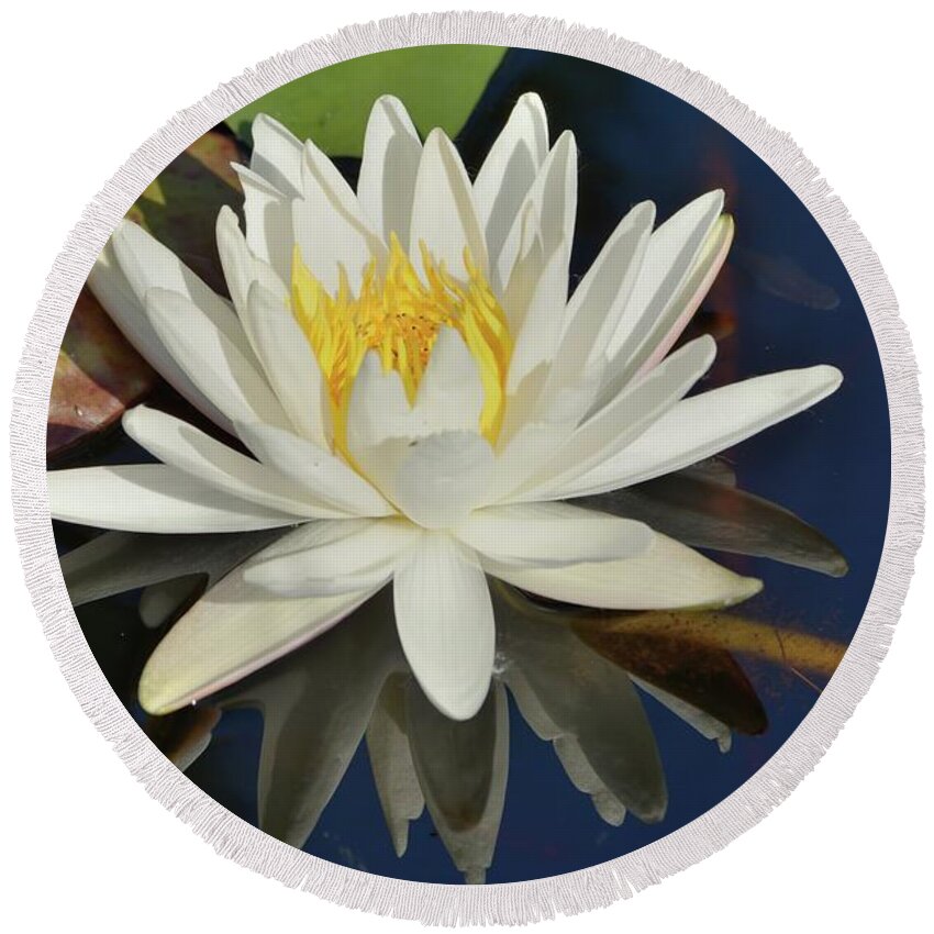 Water Lily Round Beach Towel featuring the photograph White Water Lily #1 by Bradford Martin