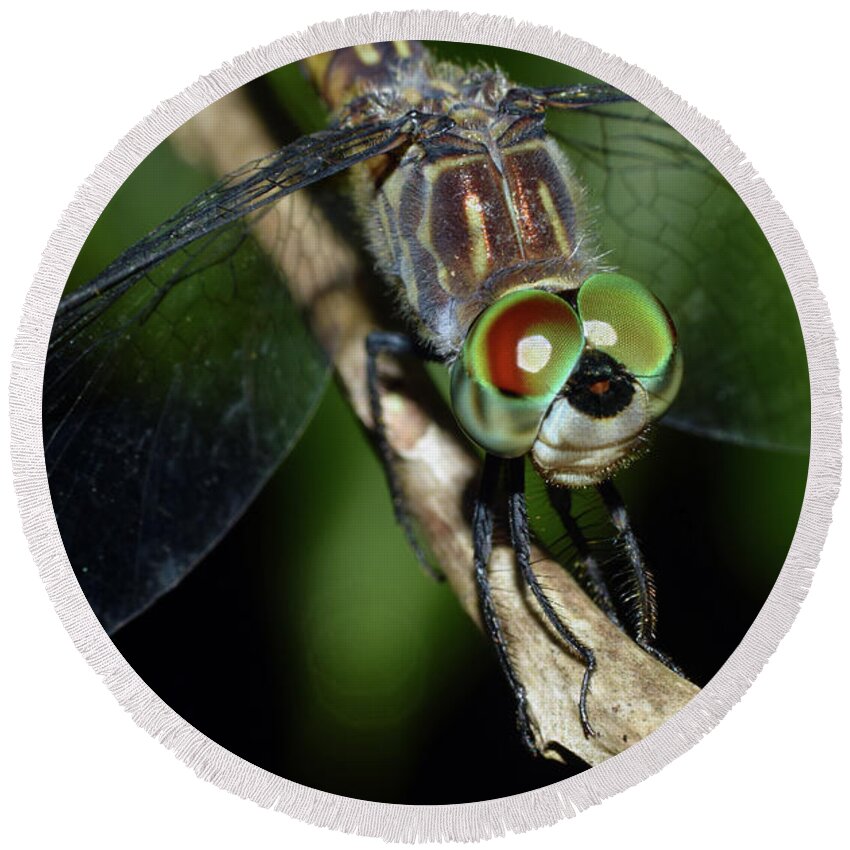 Photograph Round Beach Towel featuring the photograph Dragonfly #10 by Larah McElroy
