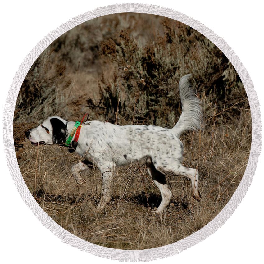 Animal Round Beach Towel featuring the photograph English Setter On Point #10 by William Mullins