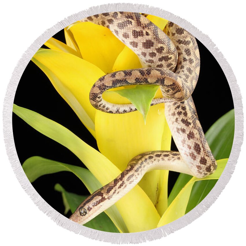 Animal Round Beach Towel featuring the photograph Colombian Rainbow Boa Epicrates Maurus #16 by David Kenny