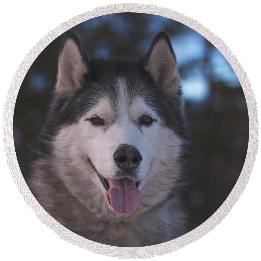 Animal Round Beach Towel featuring the photograph Timber #19 by Brian Cross