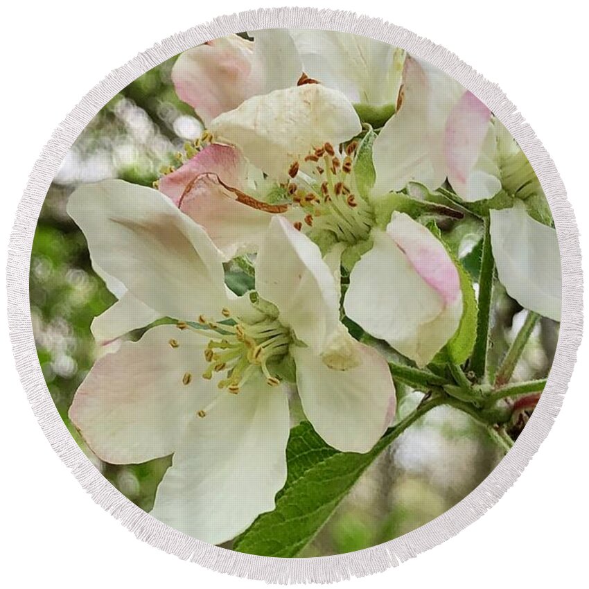 Apple Blossoms Round Beach Towel featuring the photograph Apple Blossoms #2 by Barry Jones