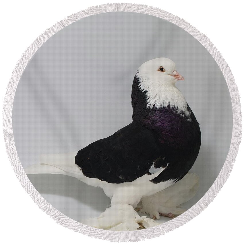 Pigeon Round Beach Towel featuring the photograph Bald Headed West of England Tumbler #2 by Nathan Abbott