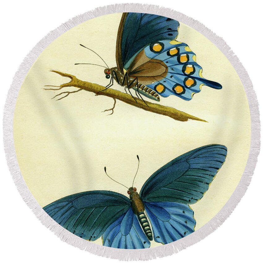 Entomology Round Beach Towel featuring the mixed media butterflies - Papilio philenor by Unknown