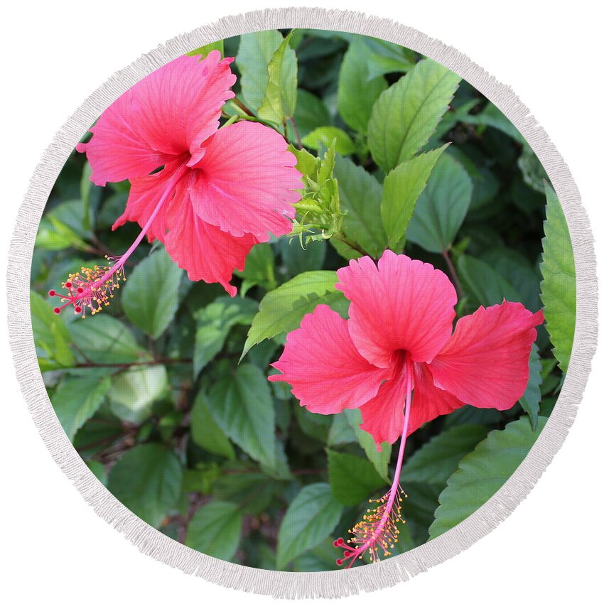 Tropics Round Beach Towel featuring the photograph 2 Hibiscus by Ruth Kamenev