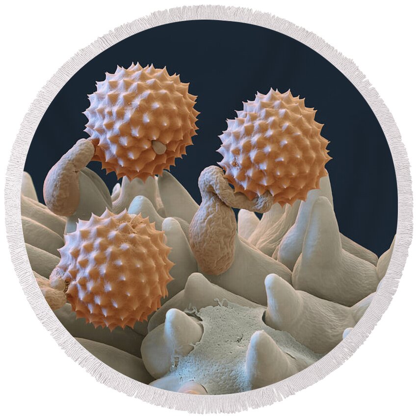 Ambrosia Round Beach Towel featuring the photograph Pollen And Pollen Tubes, Sem by Oliver Meckes EYE OF SCIENCE