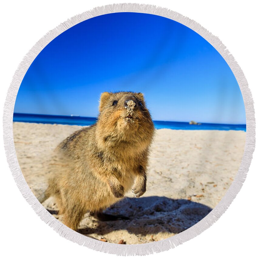 Quokka Round Beach Towel featuring the photograph Quokka on the beach #2 by Benny Marty